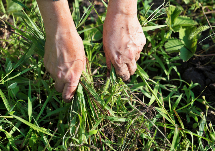hand pulling weeds