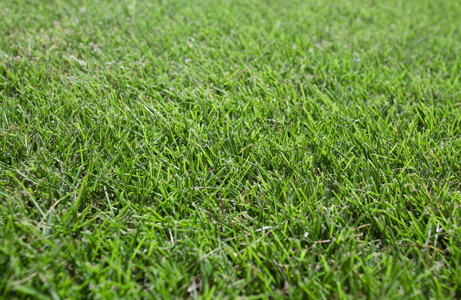close up of lush green Sir Grange Turf a zoysia grass