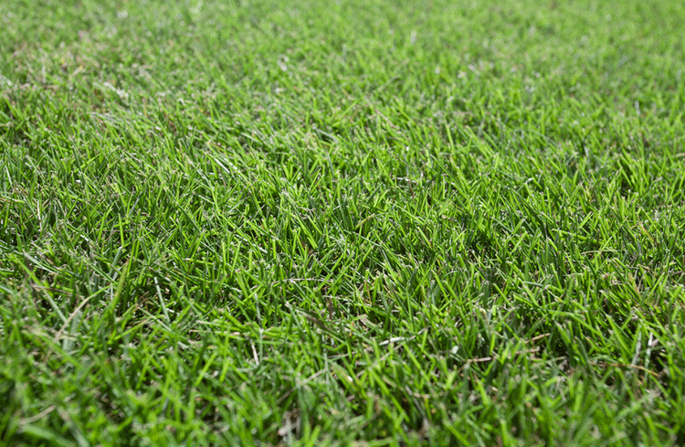 close up of lush green Sir Grange Turf a zoysia grass