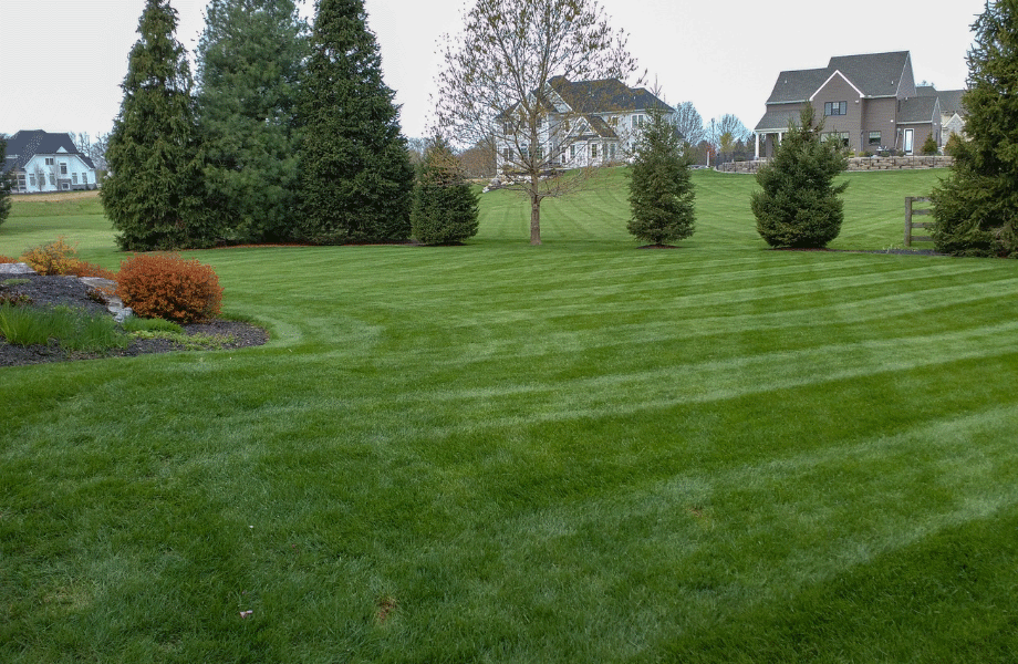 image of bright green lawn with pine trees in the background for weeds in sir walter grass