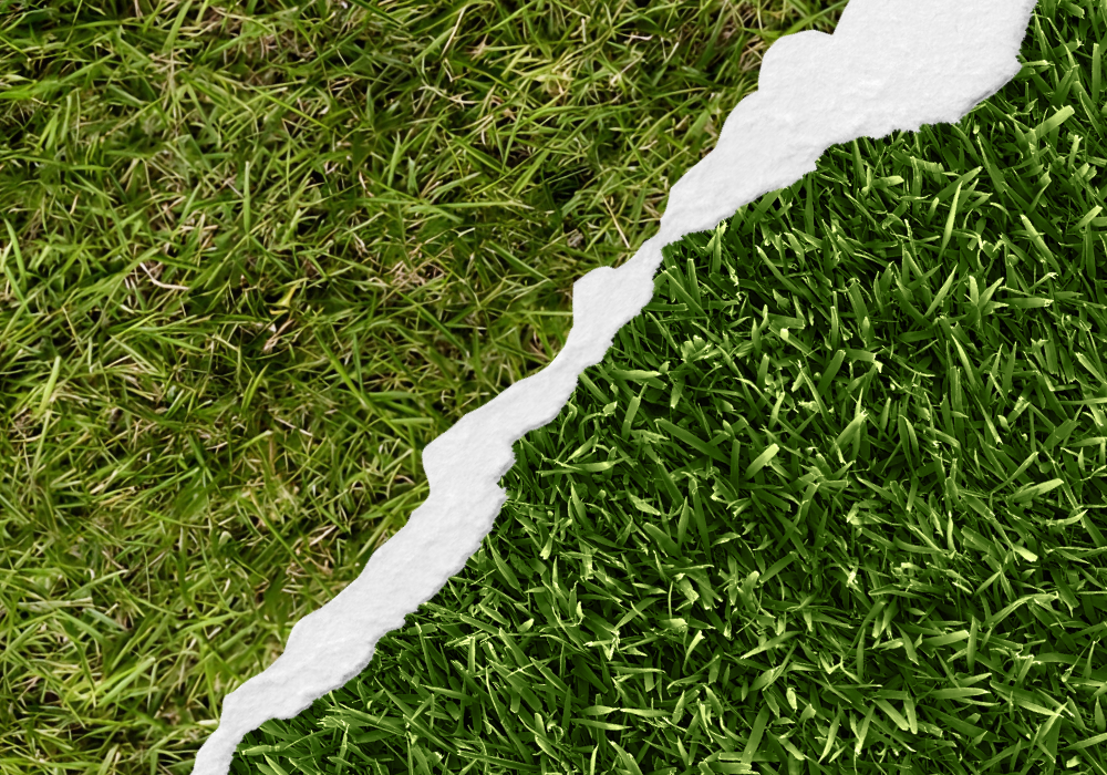 sir grange vs zoysia australis