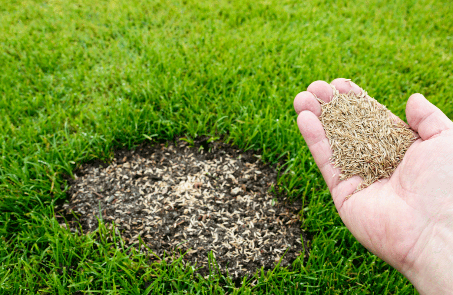 sowing-lawn-seed