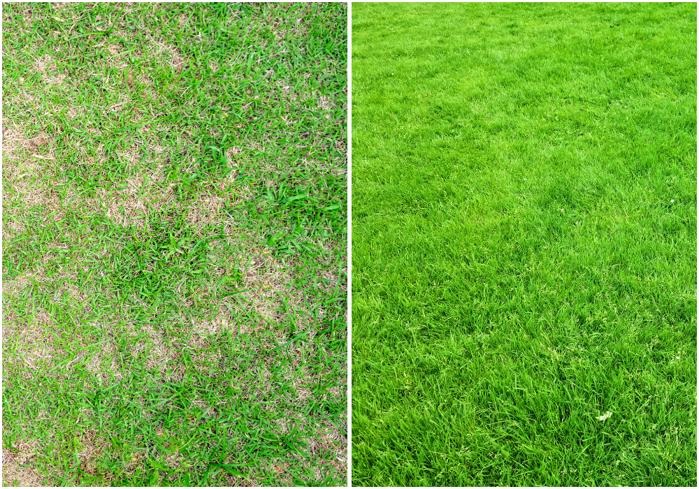 thin vs thick lawn