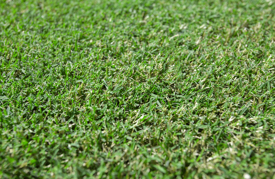 close up image of the soft lush blades of TifTuf Turf