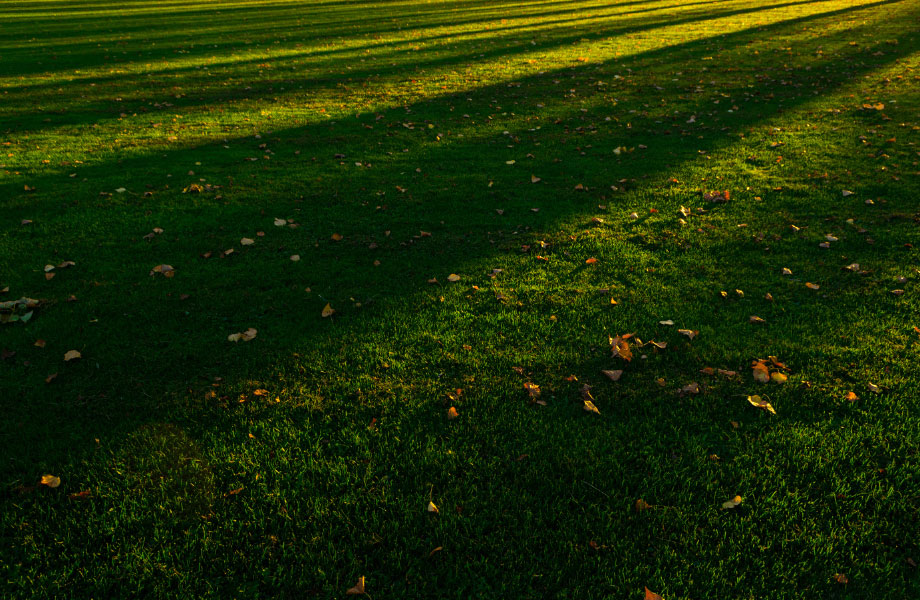 image of grass growing in the shade for best lawn for shade