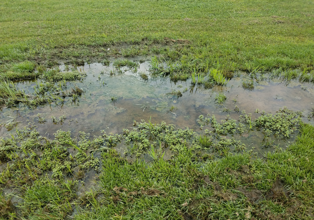 waterlogged lawn