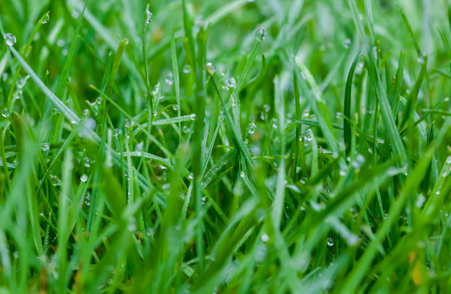 close up image of wet grass for lawn irrigation system