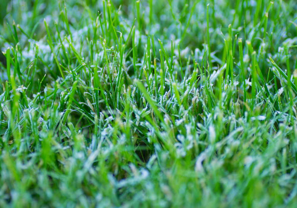 winter lawn
