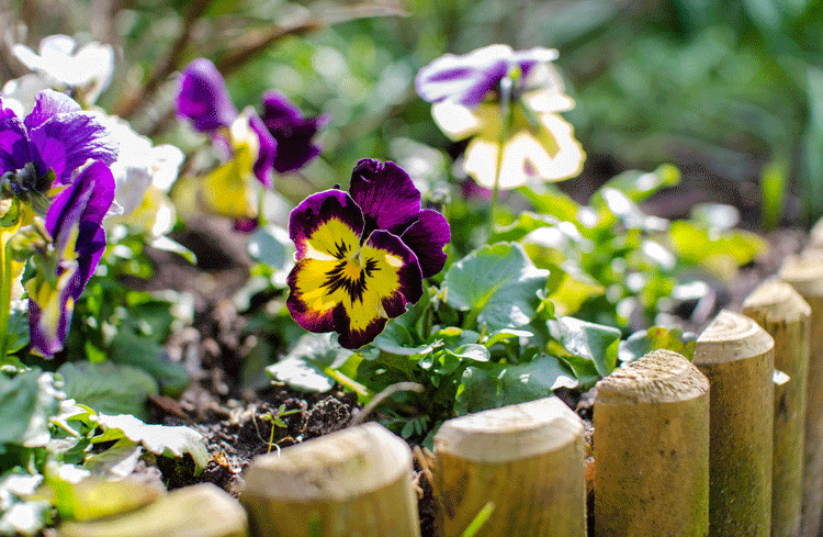 Wooden stakes for garden edging ideas with pansies planted inside