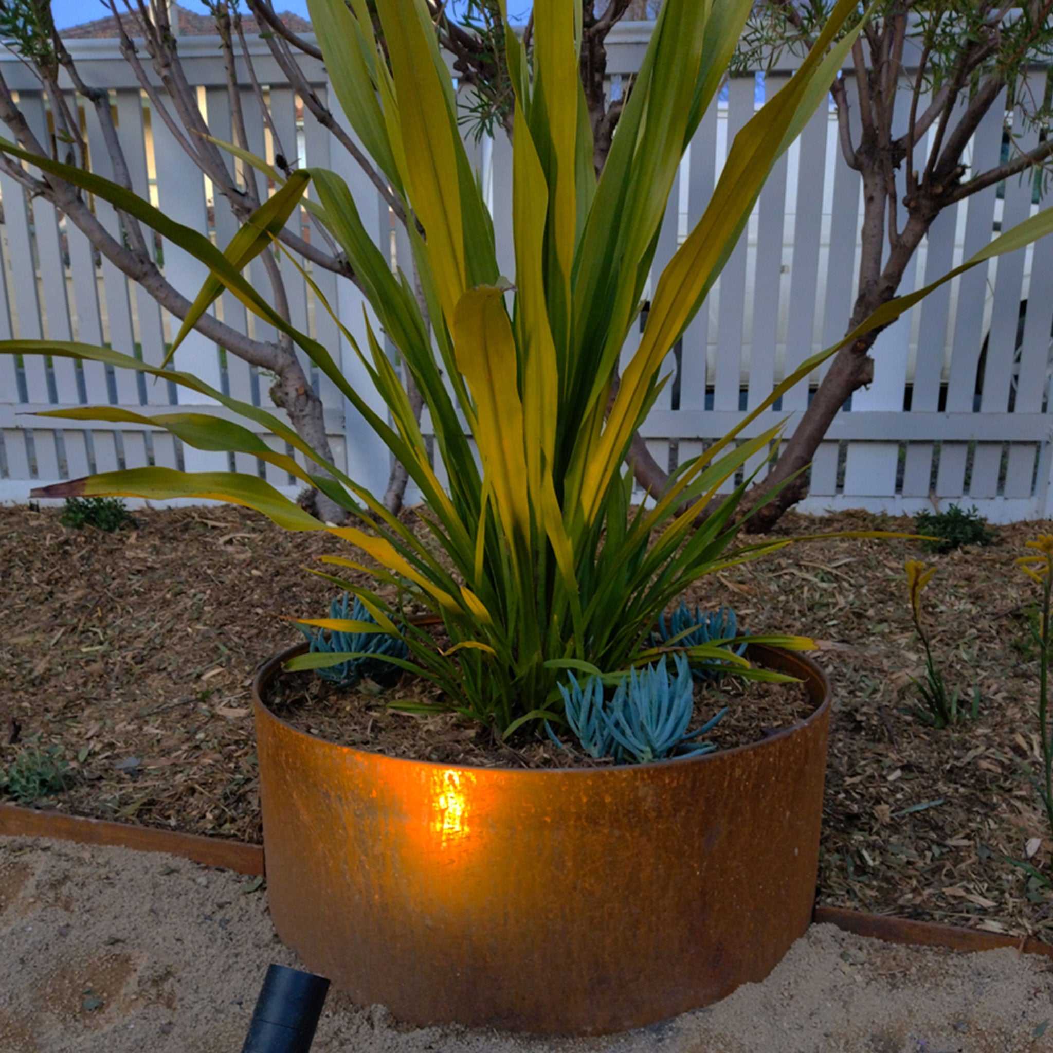 Potted plant with yellow and green leaves in a garden setting