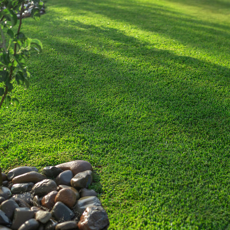 Twin View Turf Stampede Hybrid Buffalo Turf showing lush, realistic synthetic grass with dense green blades and natural texture.