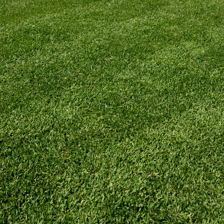 Twin View Turf Stampede Hybrid Buffalo Turf showing lush green synthetic grass with realistic texture and dense turf fibers.