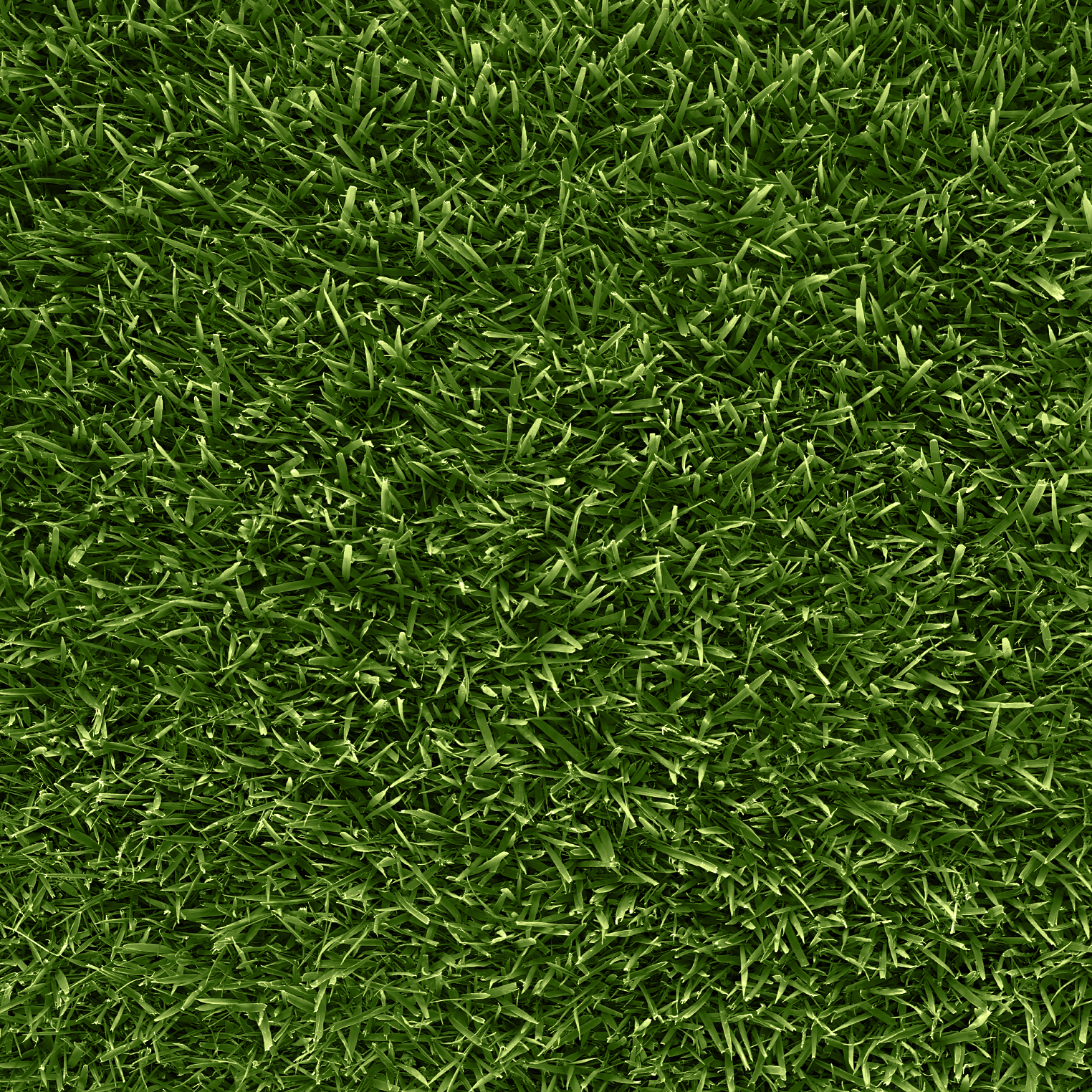 Zoysia Australis Turf Clos up