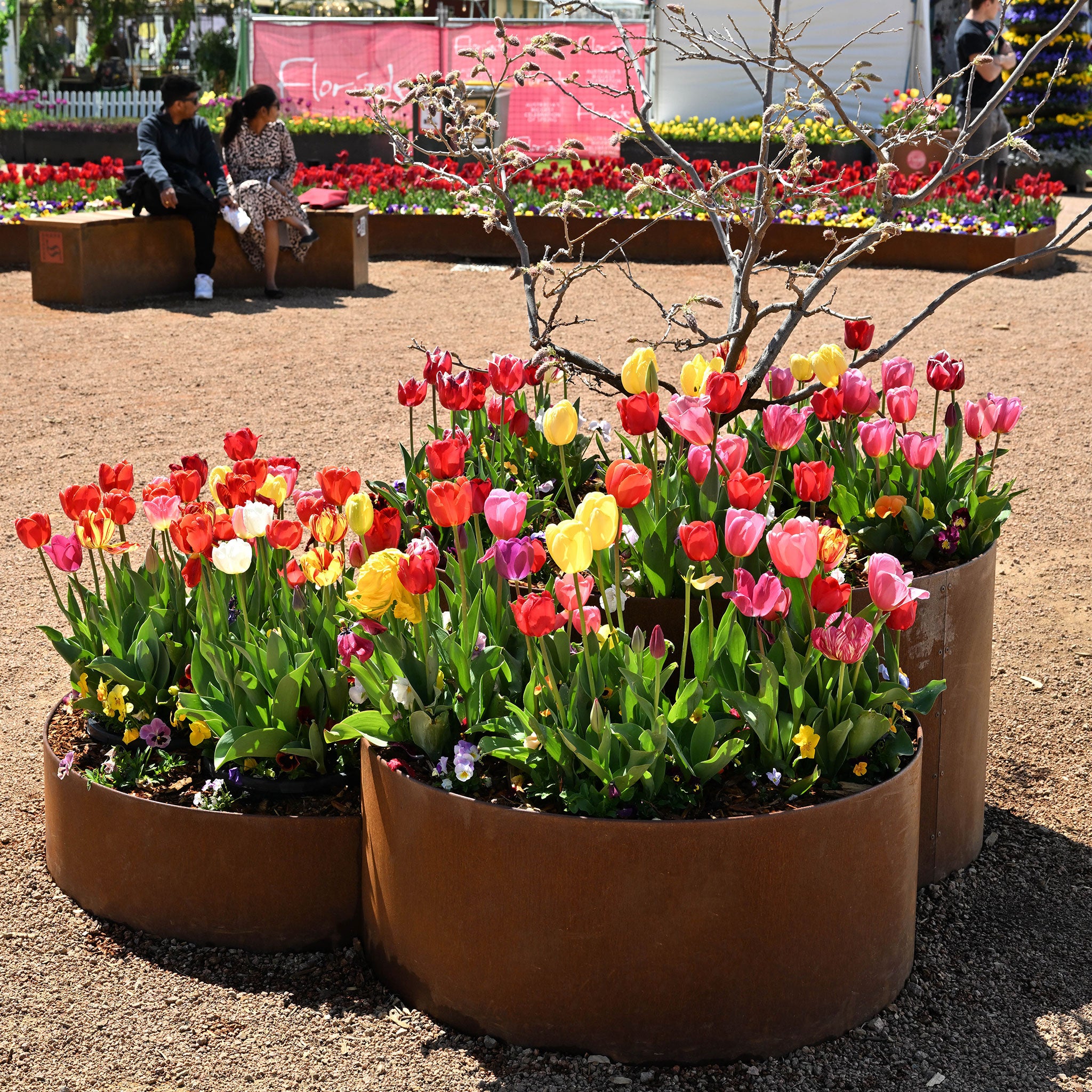 Colorful tulips in metal planters with people in the background