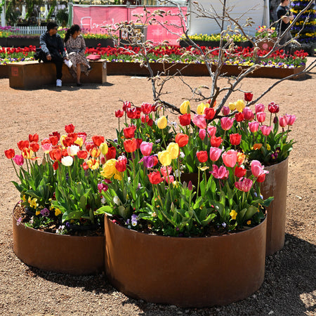 Colorful tulips in metal planters with people in the background