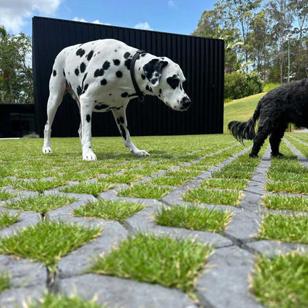 Two dogs on a grassy area with a black wall and trees in the background