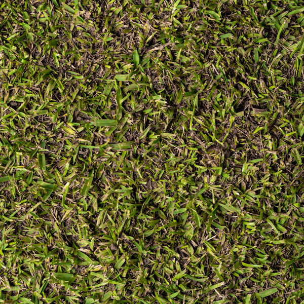 DNA Certified Sir Walter Turf – Rock and Soil