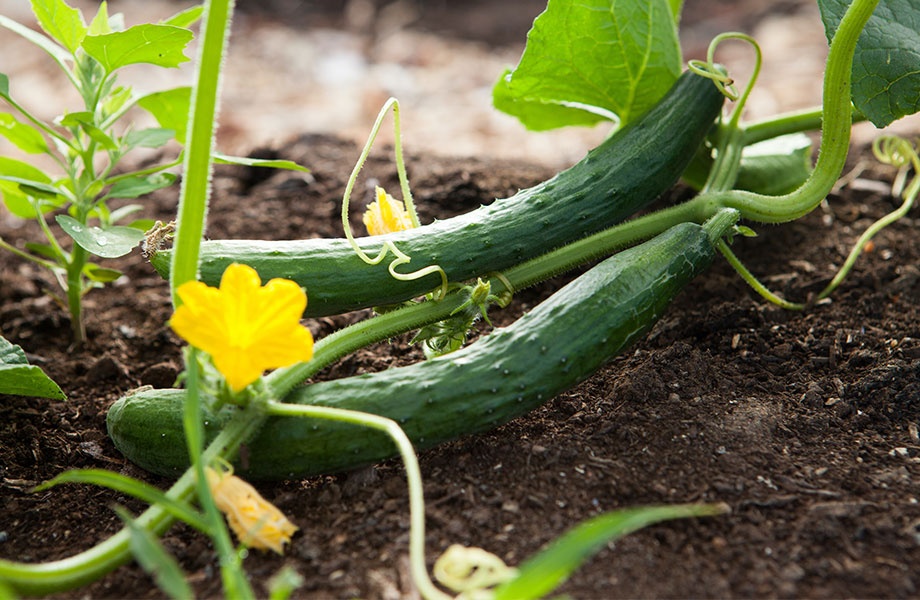 premium soil growing cucumbers on a flowering vine for what soil to use 