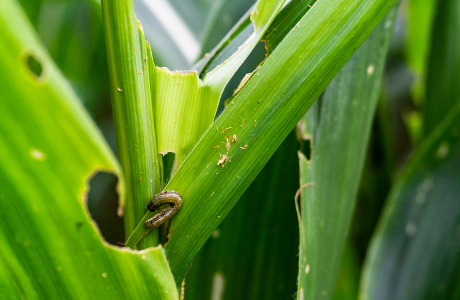 armyworm chewing grass