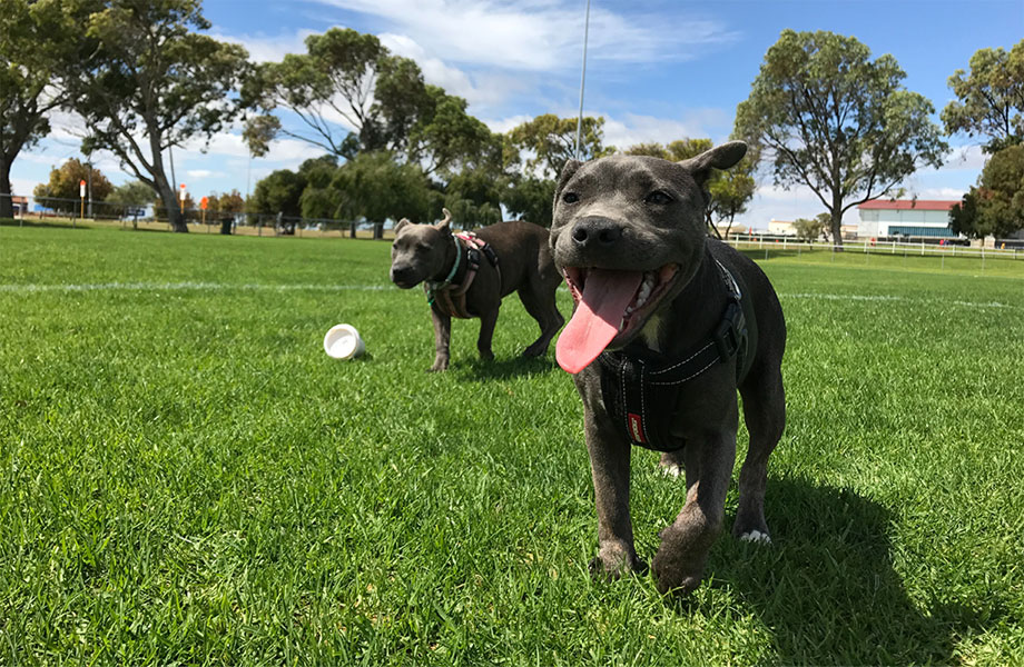 lawn with happy dogs
