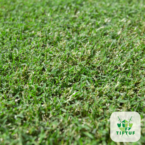 tiftuf-turf-grass.jpg