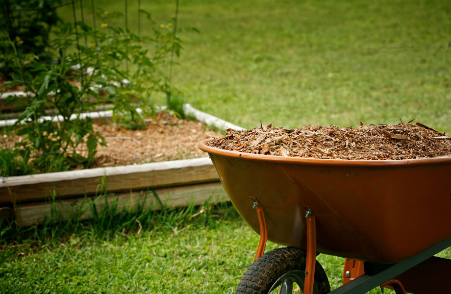 image of safe mulch in a wheelbarrow with a green lawn and veggie patch in the background
