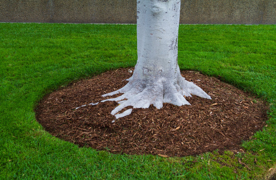 mulch-around-the-base-of-the-tree