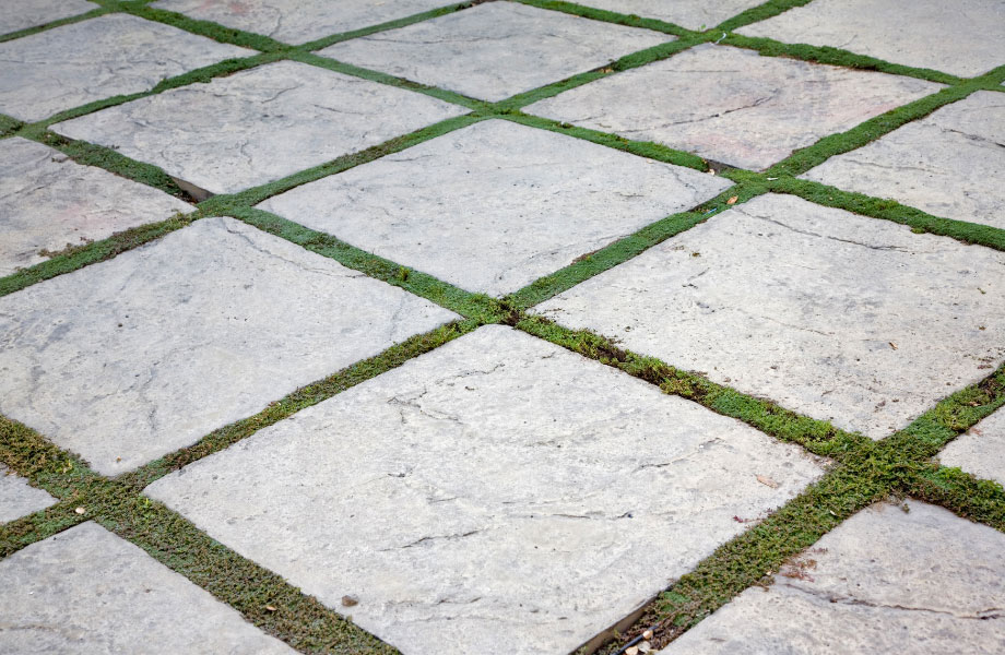 pavers-laid-in-between-moss