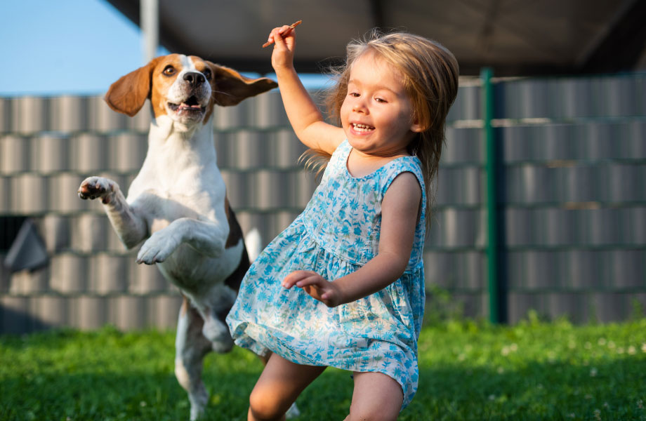 beagle-playing-in-backyard
