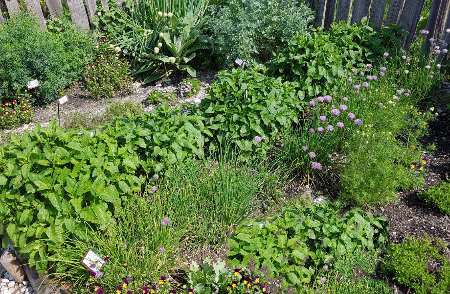 garden-with-herbs