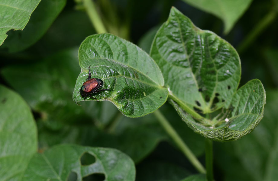 beetle-eating-leaf