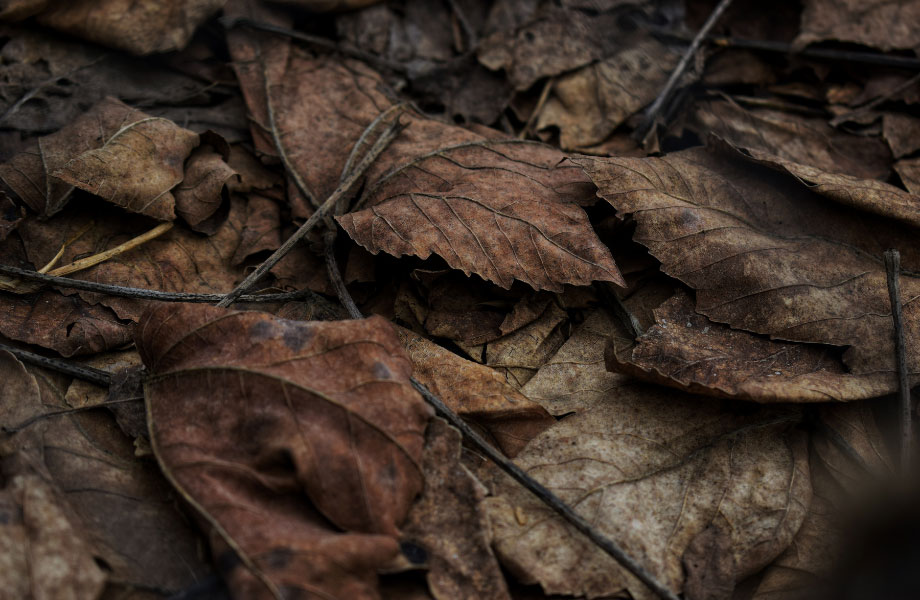 brown-dry-leaves