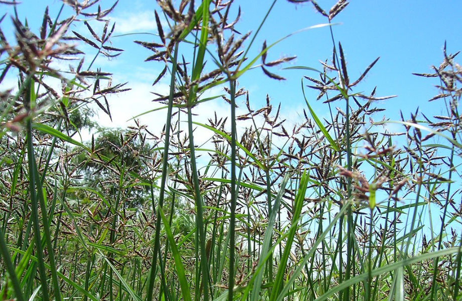 image shot from down low showing nutgrass flowers growing into the sky for how to get rid of nutgrass