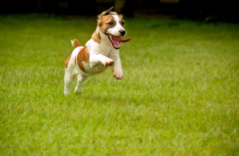 dog-jumping-on-grass
