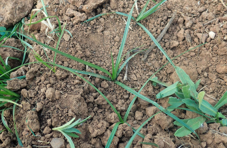 image of nutgrass bursting through soil for how to get rid of nutgrass