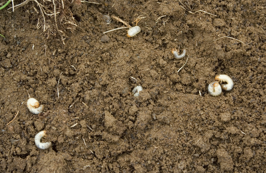 image of white lawn grubs in dark brown soil