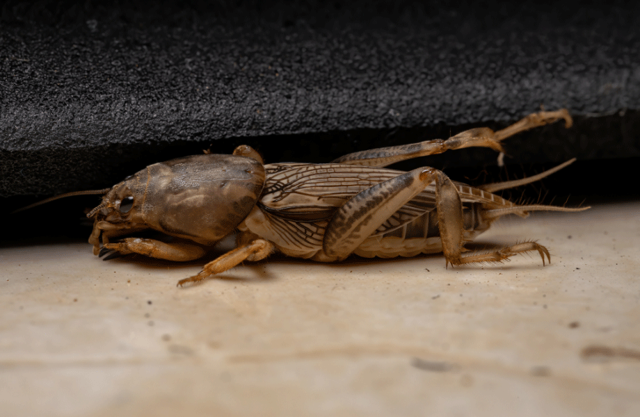 close up image of a mole cricket for lawn bugs