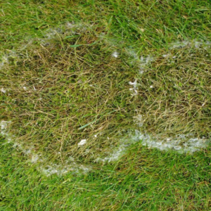 Image of circular dead and browning lawn with white circle around the outside for lawn diseases Fusarium Patch