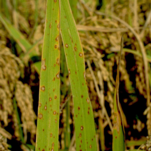 Helminthosporium Leaf Spot
