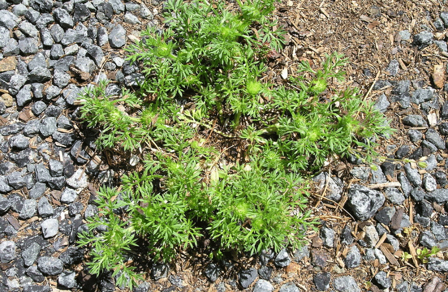 image of common lawn weeds bindii growing in a gravelly dirt patch