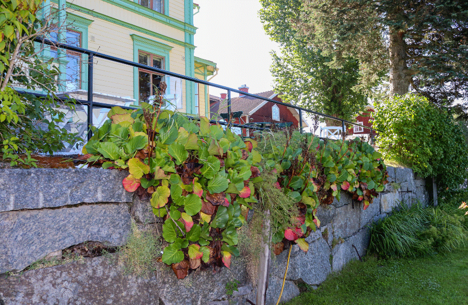image of plantings and flowers spilling over an old stone wall in a side garden with a home in the background