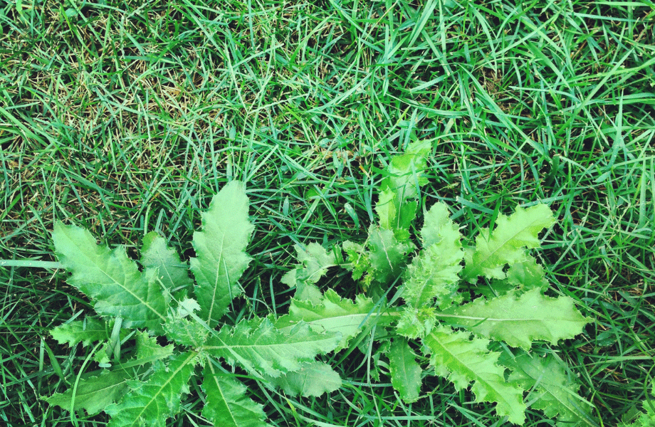 common lawn weeds in green turf