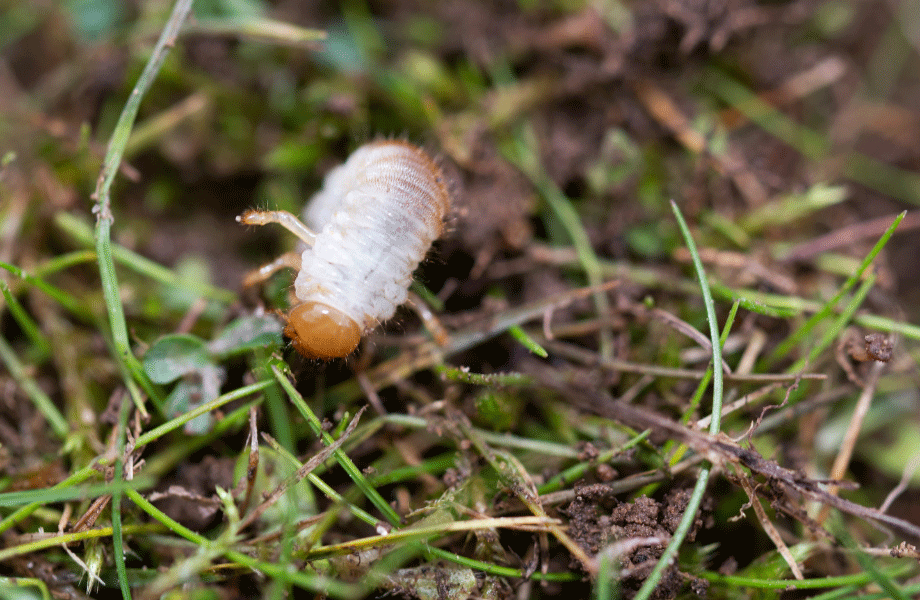 close up of a white and orange lawn grub on some grass