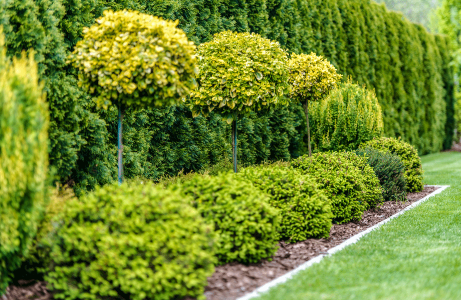 green layered trees and shrubs with a green lawn in front 