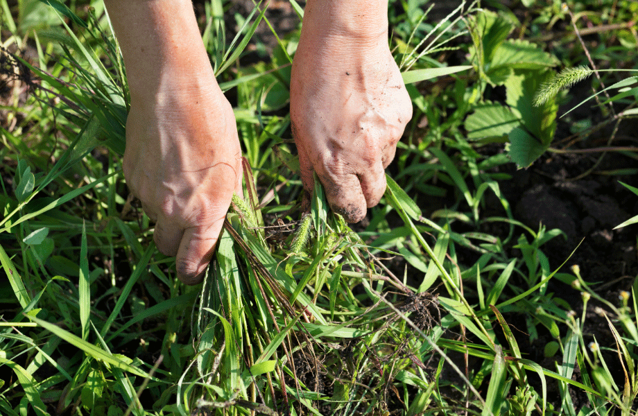 image of close up of two hands pulling weeds out of a green lawn for lawn care in autumn