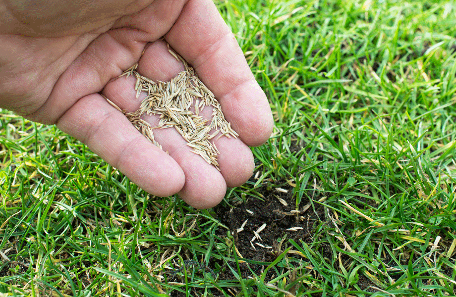 image of a hand holding grass seeds to be planted in a dirt area in a lawn