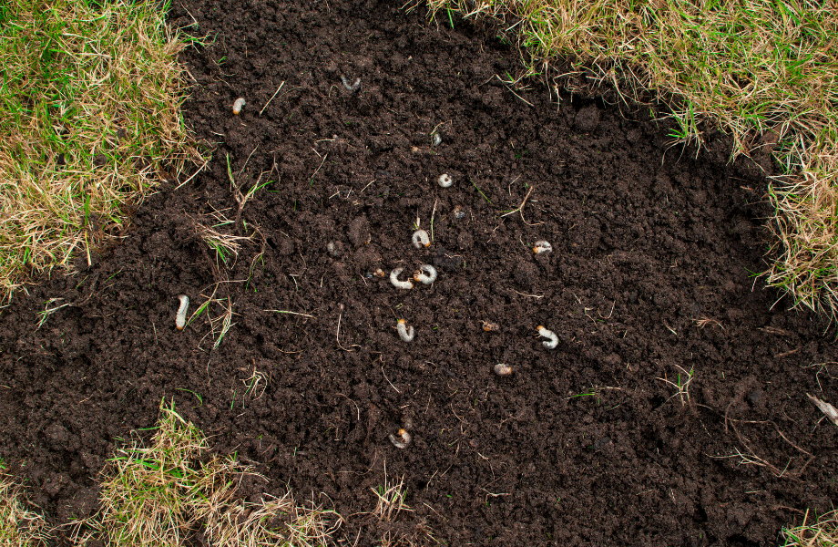 image of a bunch of curled white lawn grubs curled on the bare dirt among patches of turf for how to get rid of lawn grubs