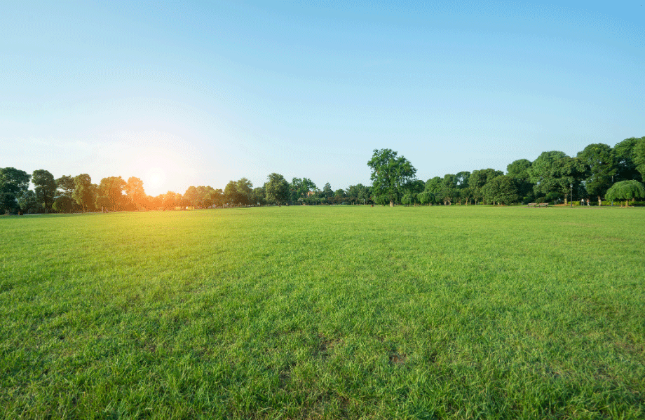 image of a perfect green lawn with trees in the far distance a blue sky and the sun just setting behind the trees
