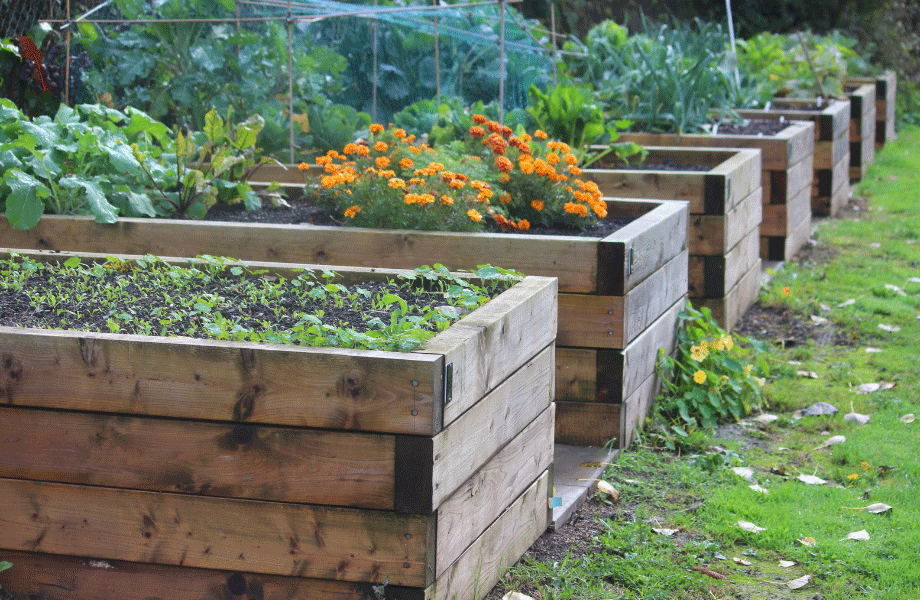 row of raised wooden timber accents garden beds planted out with veggies and flowers