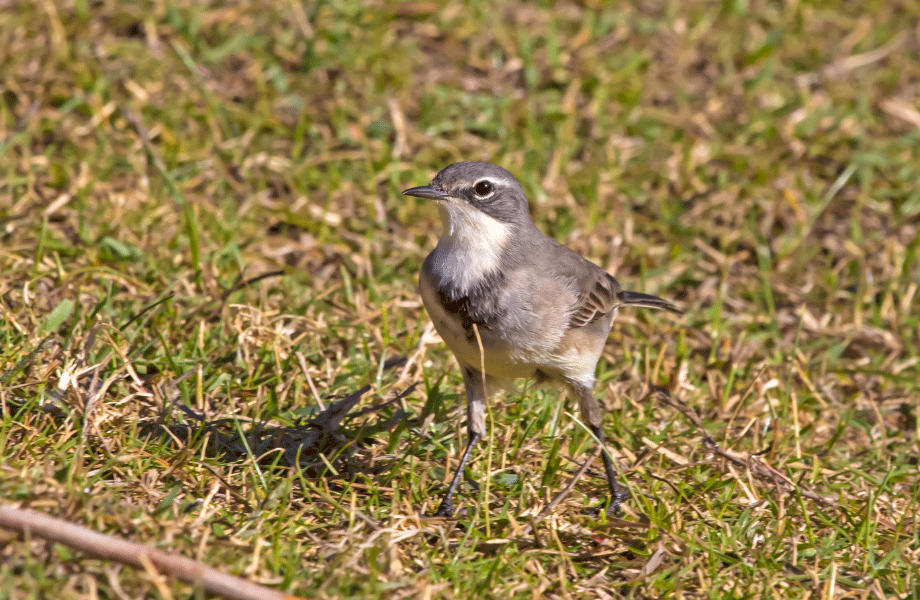 close up image of little grey bird on the grass